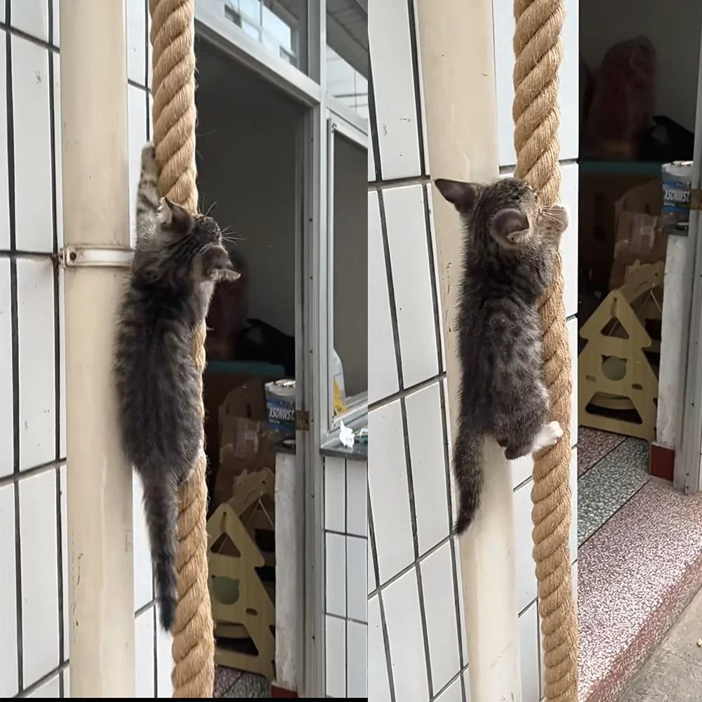 Professional Heavy Duty Ceiling and Wall Mounted Cat Climbing Rope