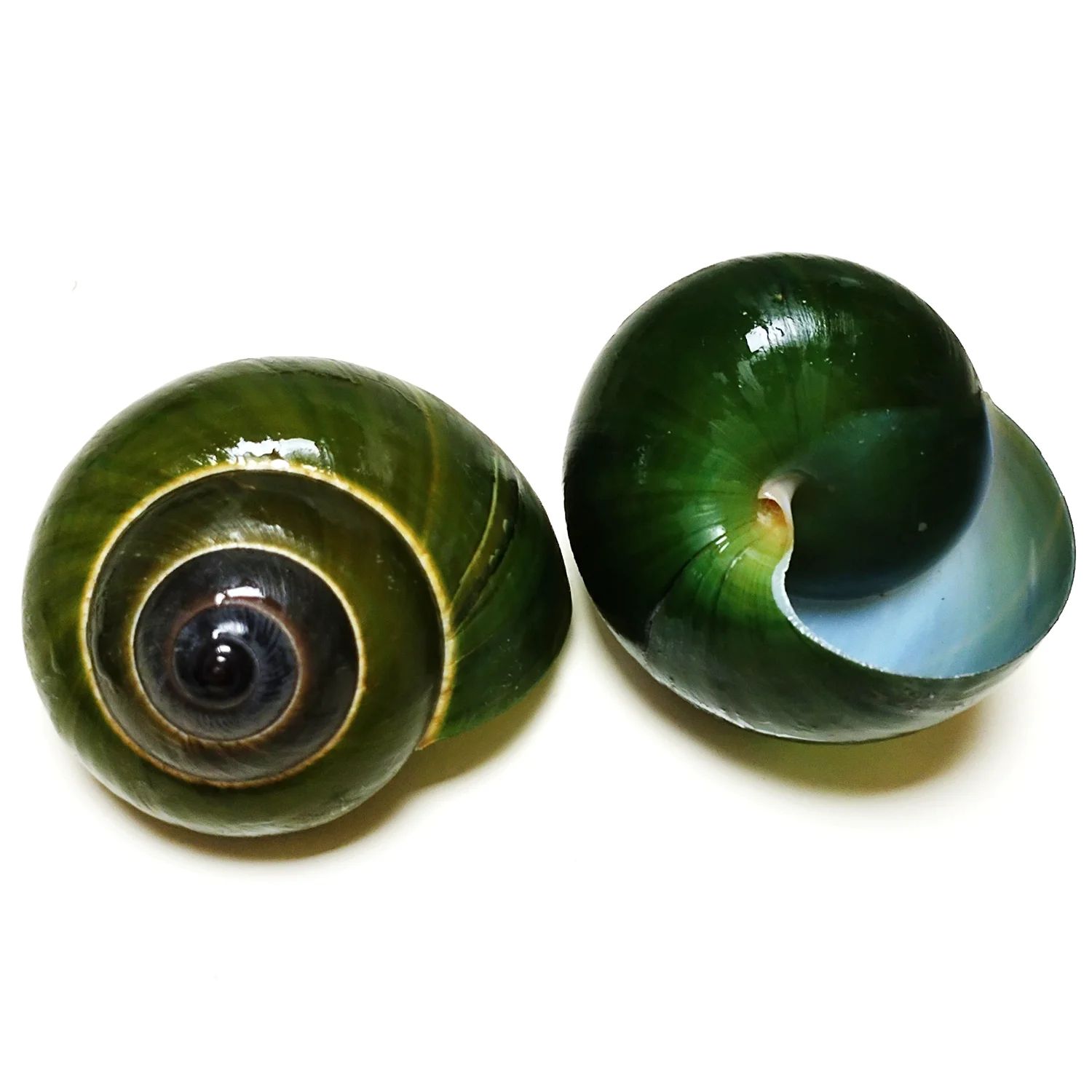 Natural Green Jade Snail Shell Aquarium Decor for Fish Tank Landscaping