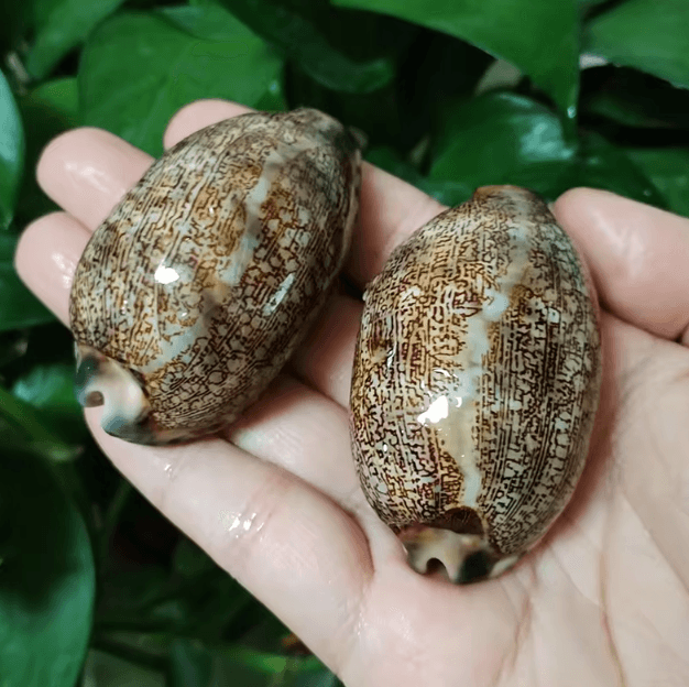 Natural Arabian Cowrie Shell Set – Authentic Seashells for DIY Crafts & Beach Decor