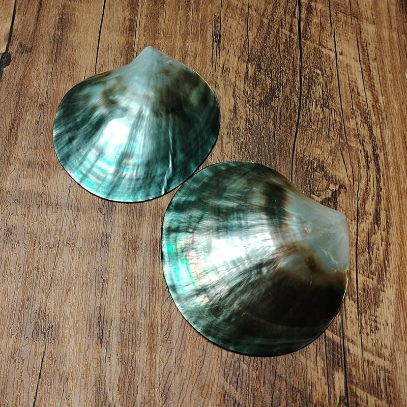 Polished Black Mother of Pearl Shell | Pinctada Margaritifera Sea Shell Collector Specimen