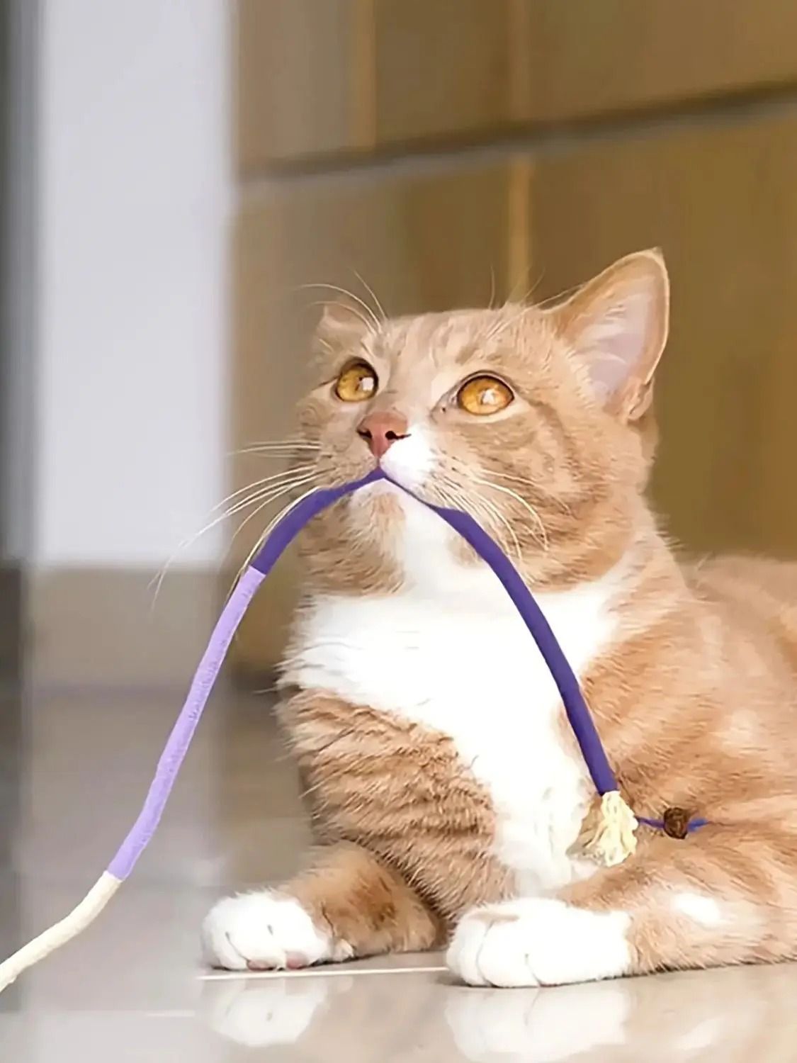 Cat Bite Rope Toy Durable Teething Chew Rope