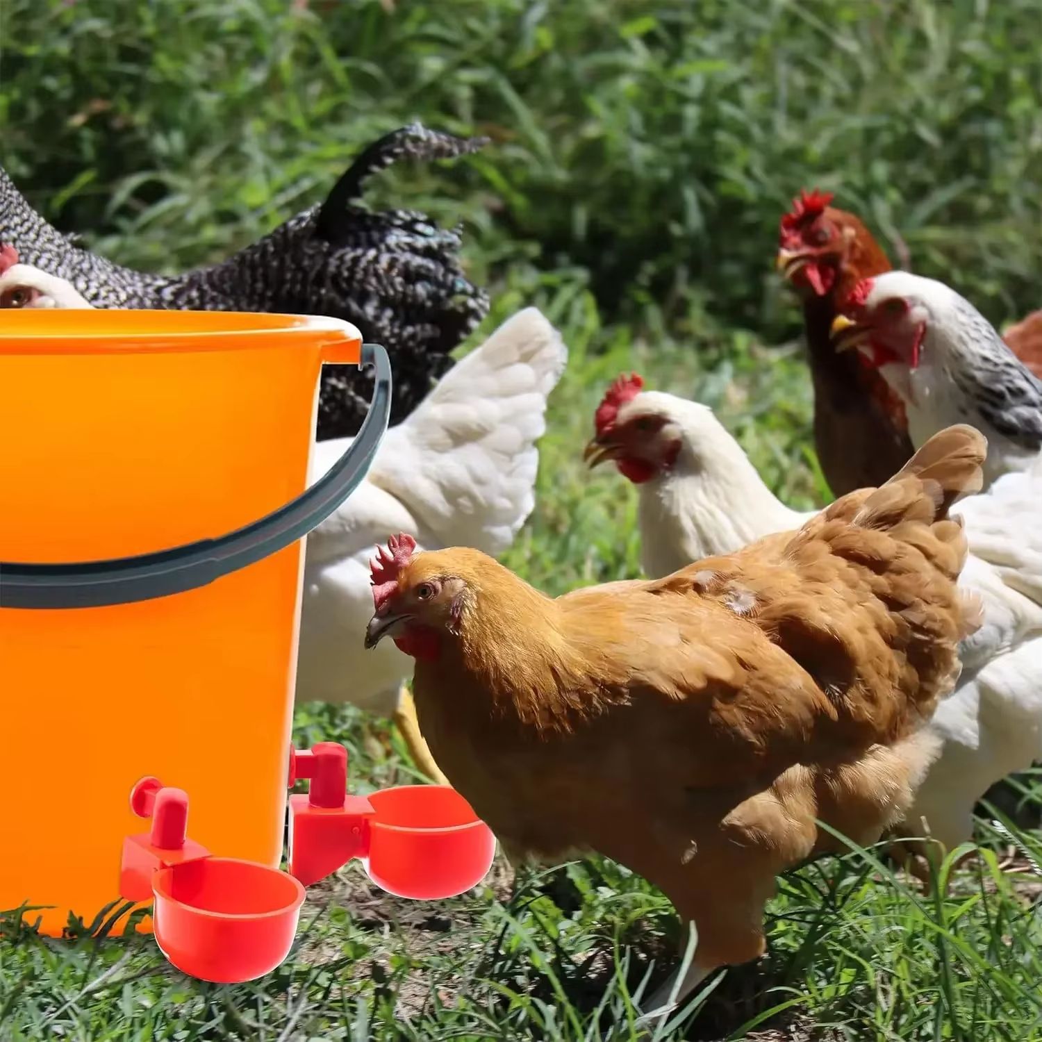 Automatic Poultry Drinking Cups – Easy Install Chicken & Duck Water Dispenser System