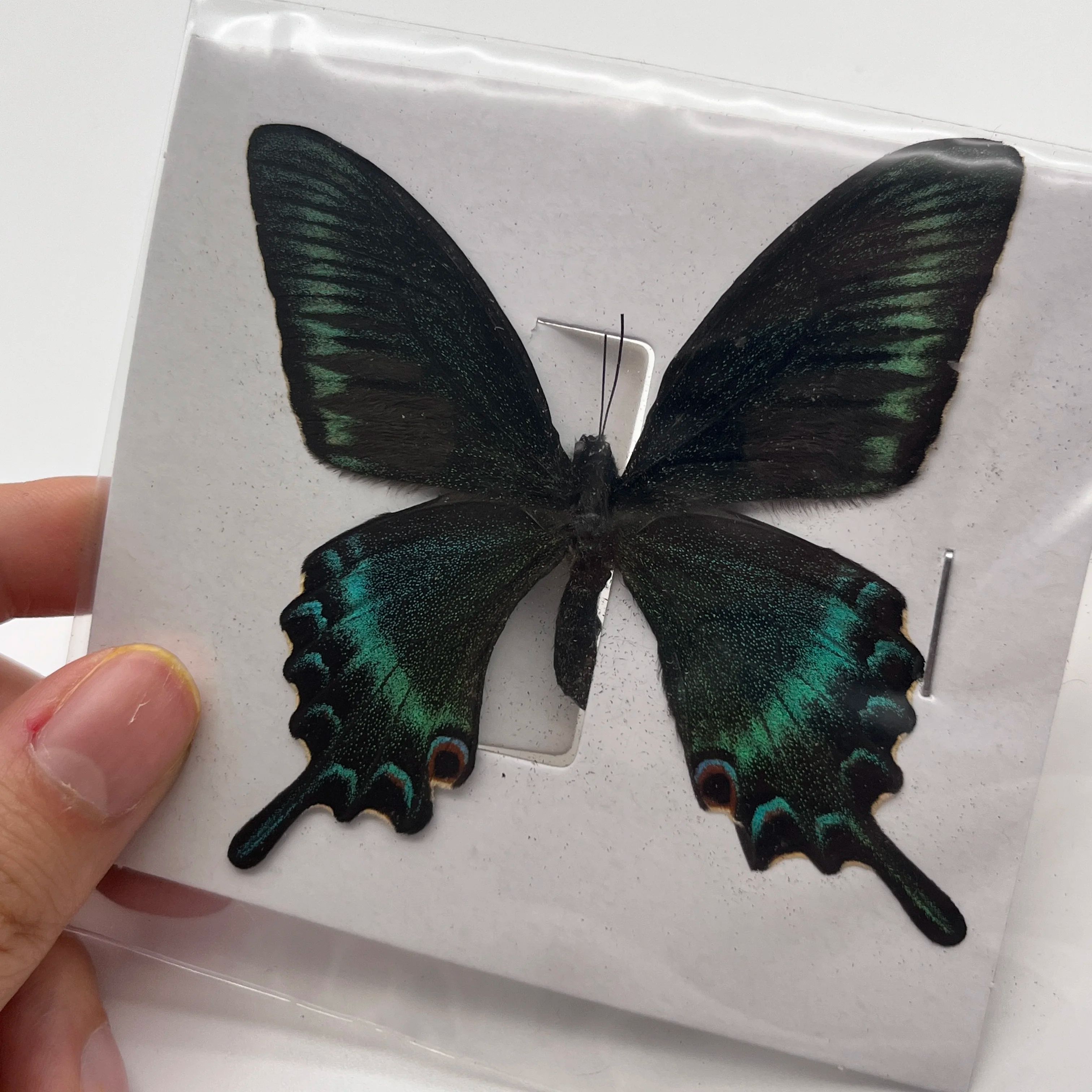 Real Butterfly Specimen Collection Set