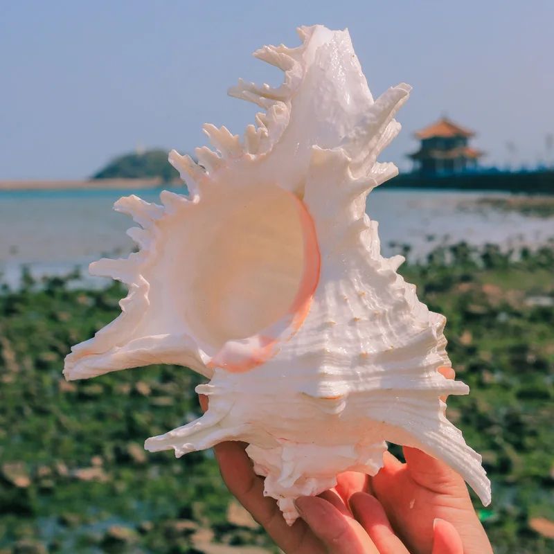 Murex Ramosus Shell Large Seashell Decor for Coastal Home and Wedding Table Styling