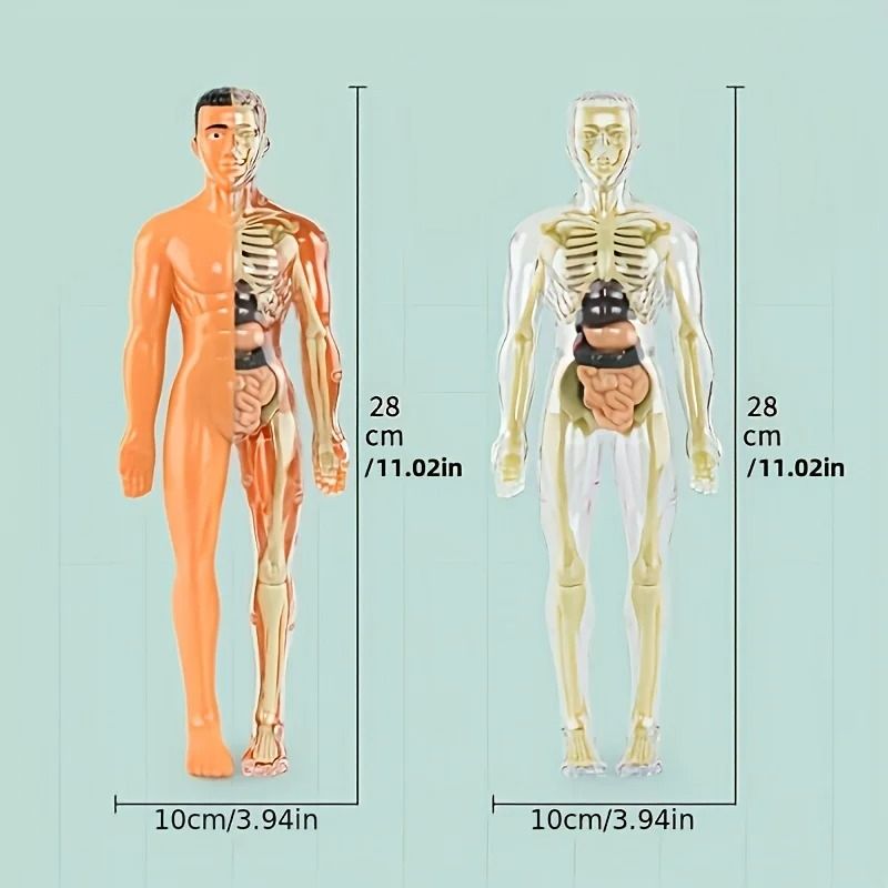 Human Anatomy Model with Removable Bones and Complete Trunk Medical Teaching Skeleton Kit