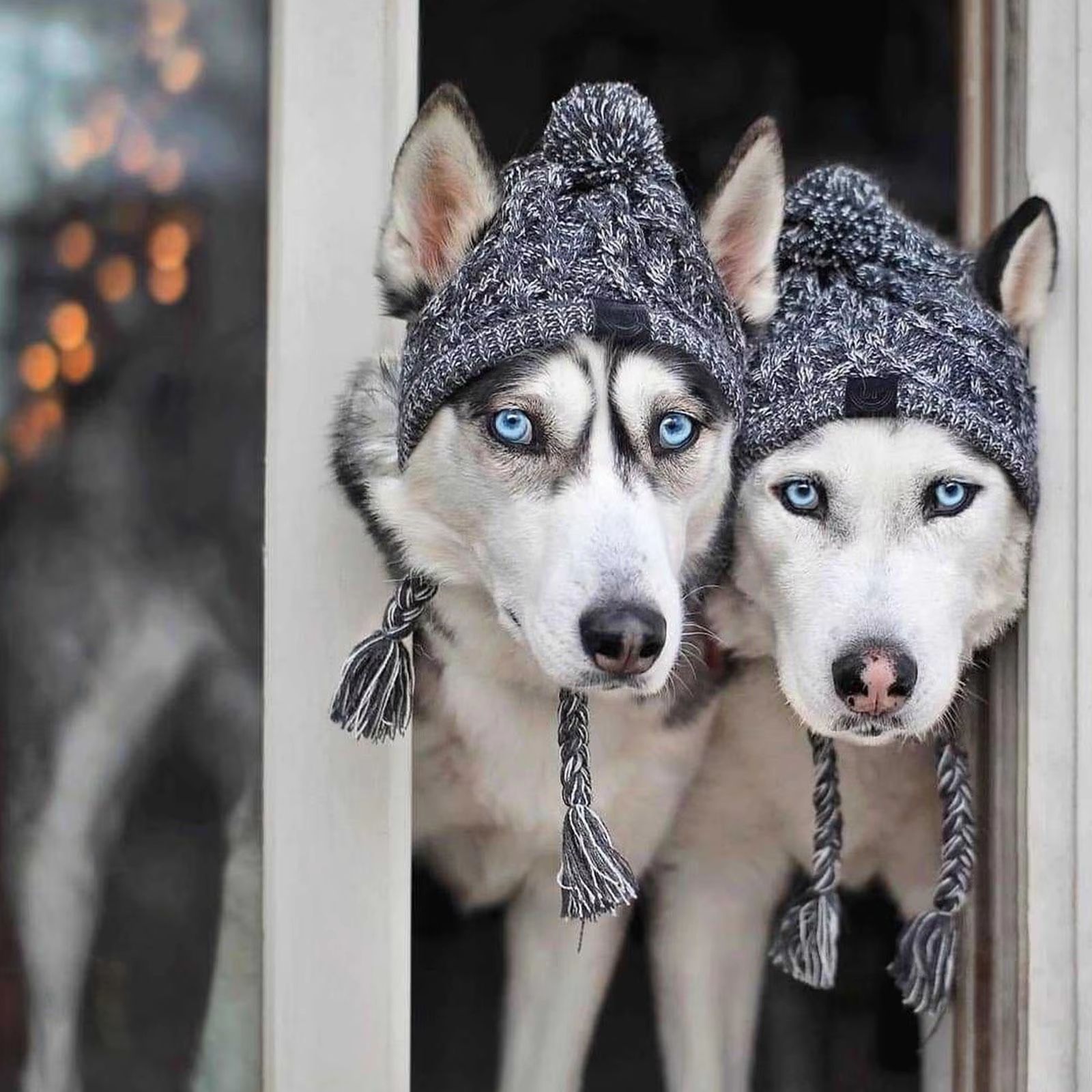 CozyPaws Windproof Knitted Winter Dog Hat with Fluffy Pom Pom