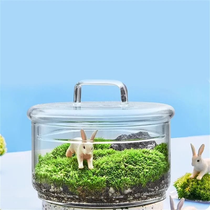 Micro Landscape Moss Plants Glass Bottle With Lid