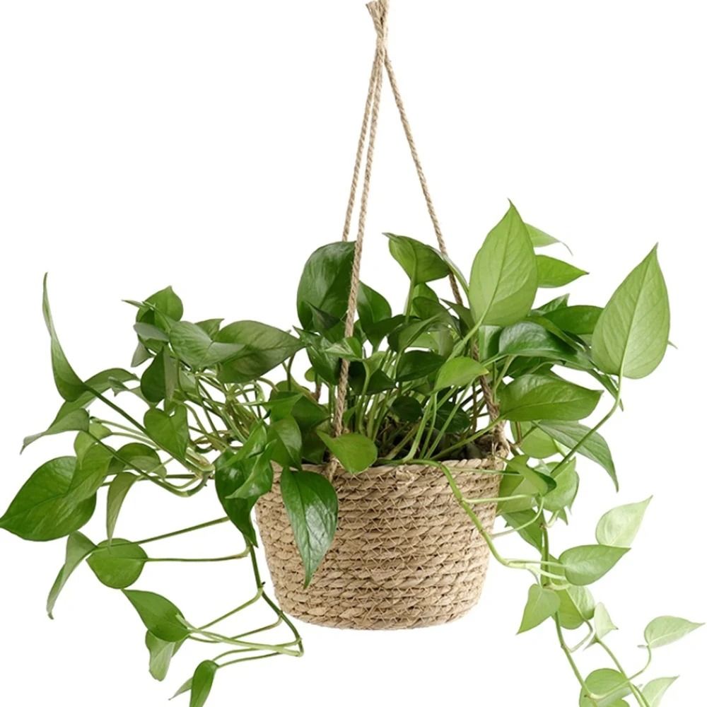 Handwoven Hanging Basket Planter Twine Woven Rattan Style Orchid Pot