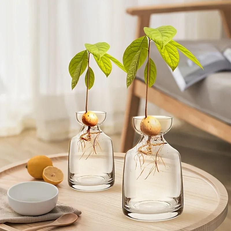 Avocado Seed Starter Glass Vase | Grow Your Own Avocado Tree | Professional Hydroponic Planting Pot