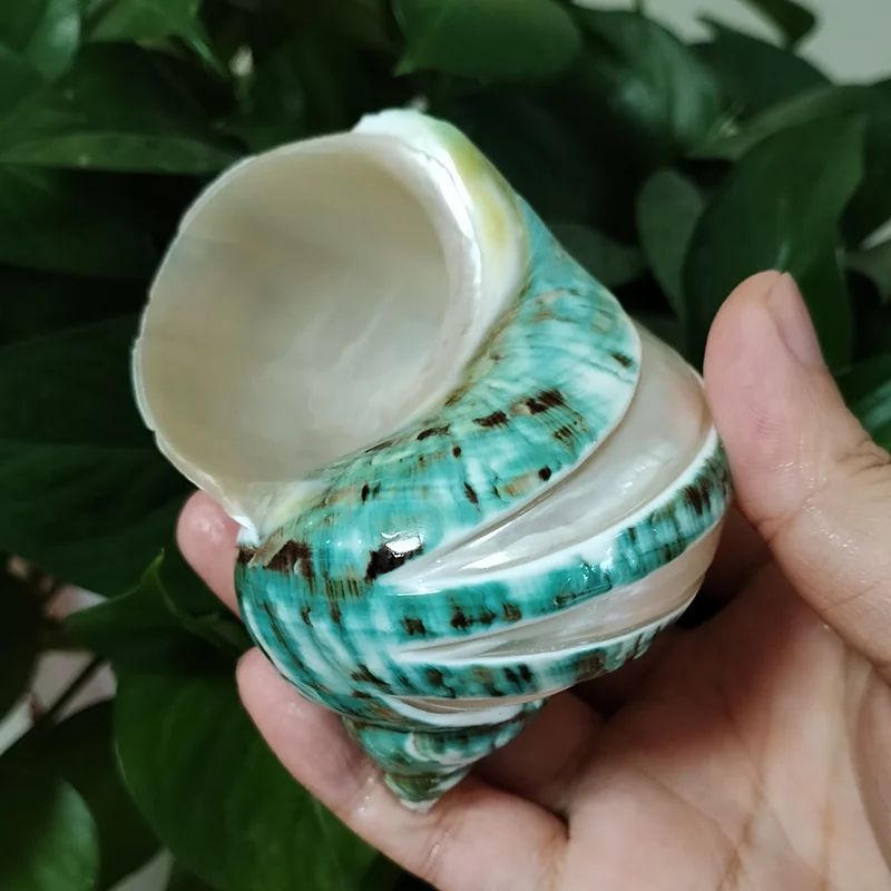 Natural Large Hermit Crab Shell Coastal Decor