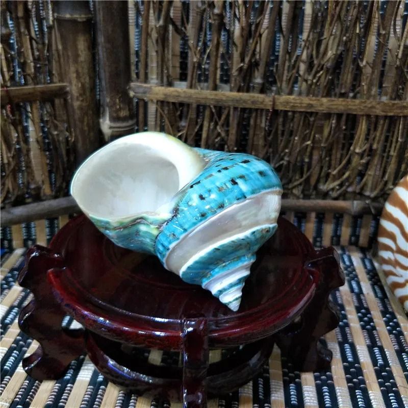 Natural Banded Jade Turbo Shell (9–11cm) | Premium Polished Green & Blue Hermit Crab Home & Coastal Decor