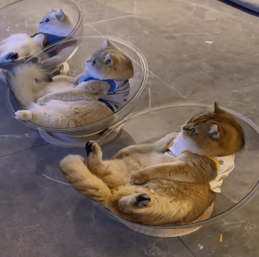 Clear Capsule Cat Bed Hammock – Removable All-Season Cozy Nest