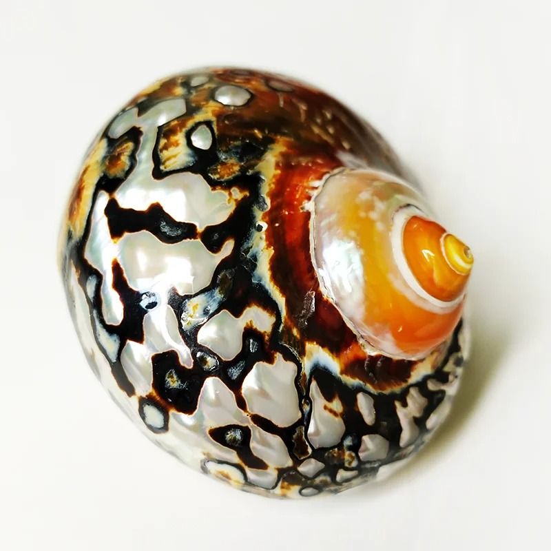 African Sarmaticus Turban Shells – Natural Brown Jade Turbo Snail House for Hermit Crabs & Coastal Decor
