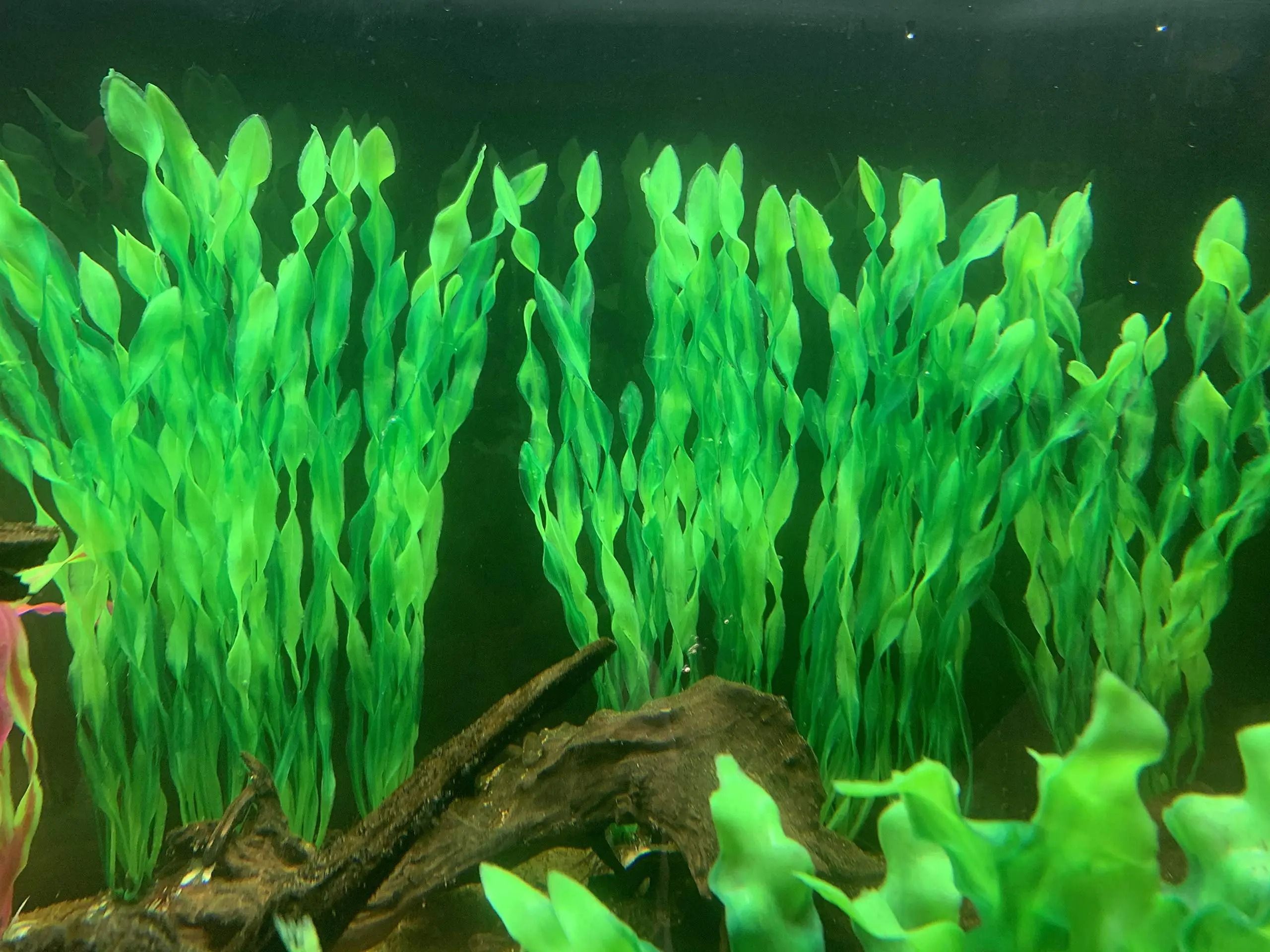 Artificial Aquarium Plants with Ceramic Base
