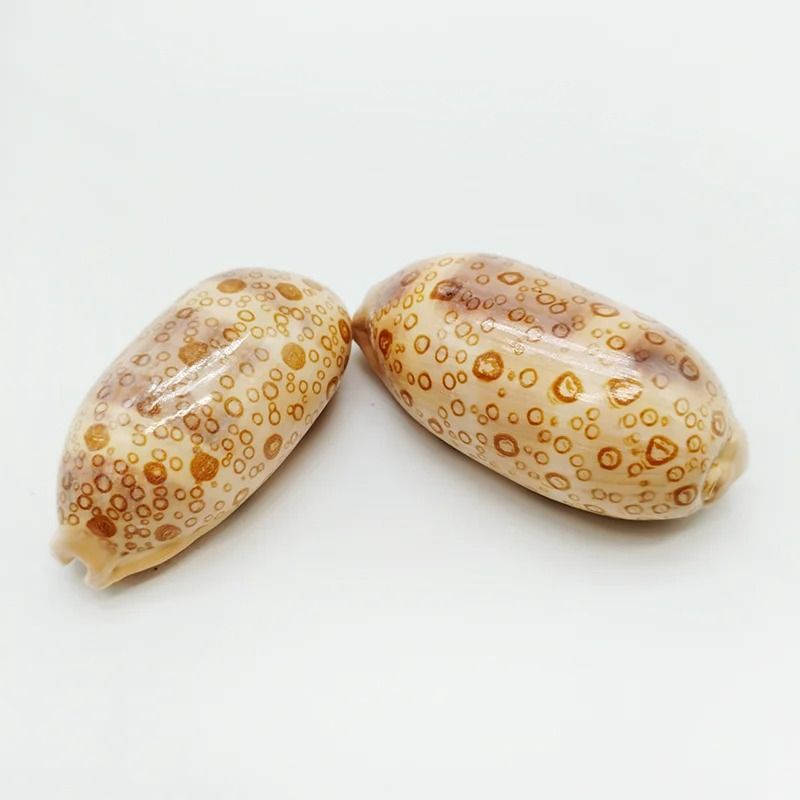 Rare Eyed Cowrie Shell Set | Talparia Argus Serpents Head Ocean Specimen