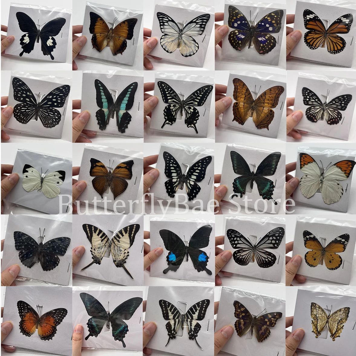Real Butterfly Specimen Collection Set