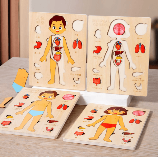 Montessori Human Body Busy Board – Educational Puzzle & Body Parts Learning Toy for Toddlers