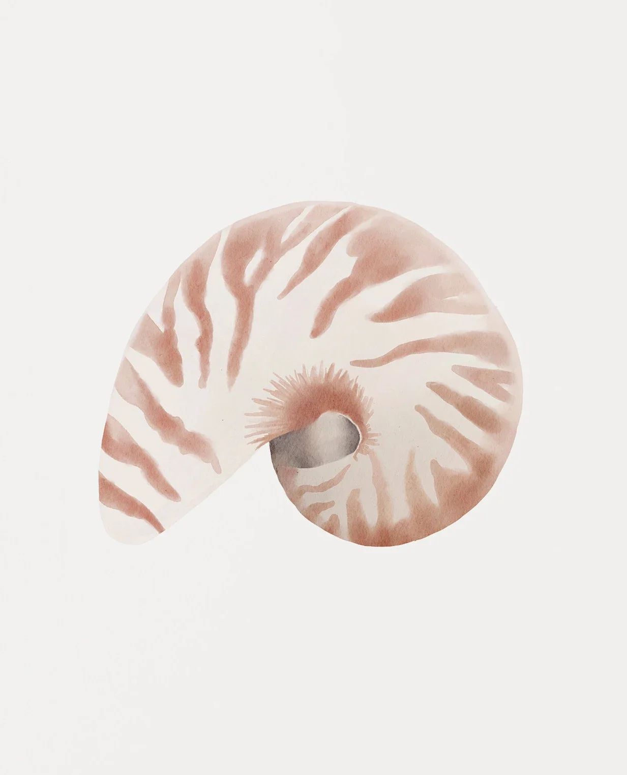Coastal Seashell Wall Art Canvas Set Ocean Inspired Prints