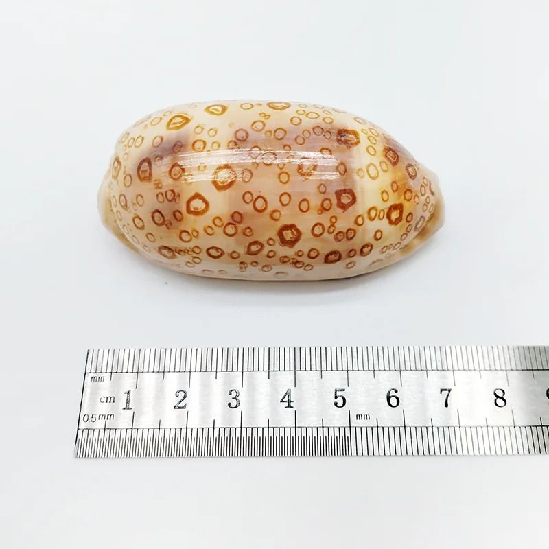Rare Eyed Cowrie Shell Set | Talparia Argus Serpents Head Ocean Specimen