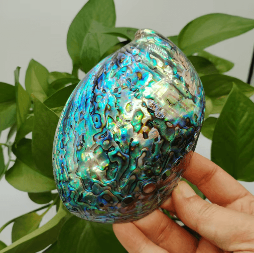 Paua Abalone Shell Smudge Kit with Stand Natural Sage Cleansing & Decor Set