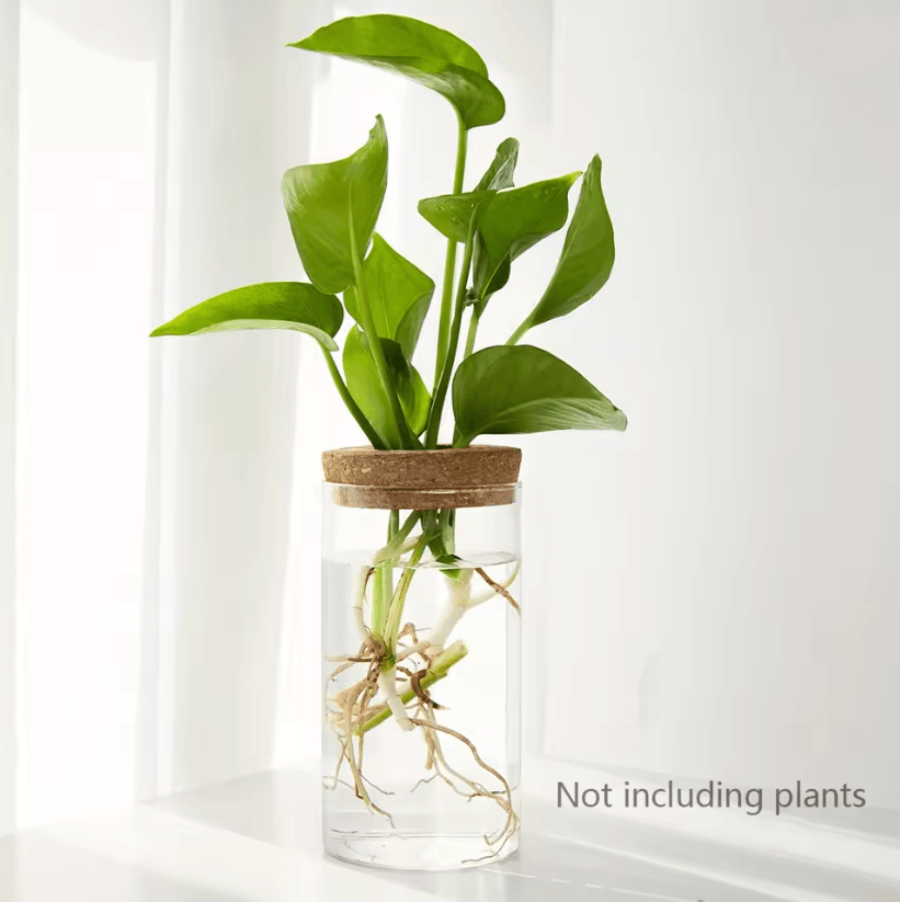 AquaBloom Desktop Glass Hydroponic Planter Vase
