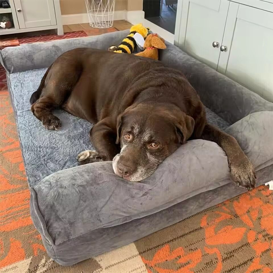 Orthopedic Dog Bed with Washable Cover and Memory Foam Cushion