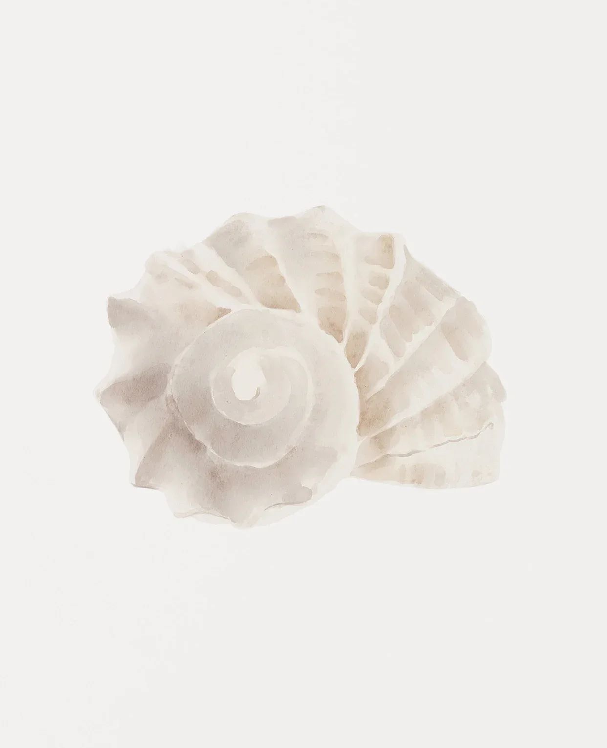 Coastal Seashell Wall Art Canvas Set Ocean Inspired Prints