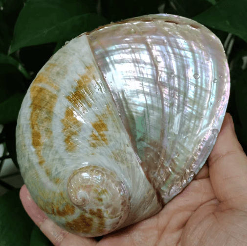 Paua Abalone Shell Smudge Kit with Stand Natural Sage Cleansing & Decor Set