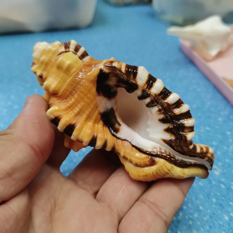 Natural Triton Sea Shell Large Decorative Conch Shell Aquarium and Home Decor
