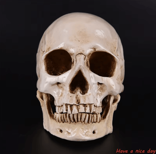 Life-Size Human Skull Resin Replica – Realistic Anatomical Decor & Halloween Prop
