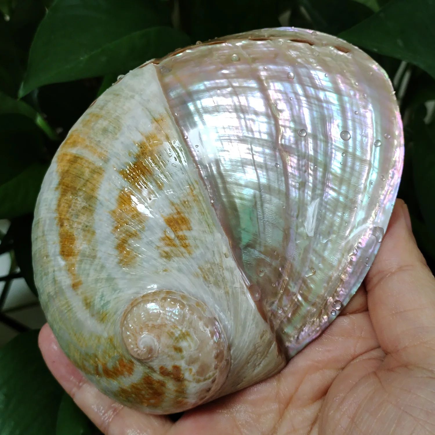 Natural Paua Abalone Shell Smudge Kit with Stand