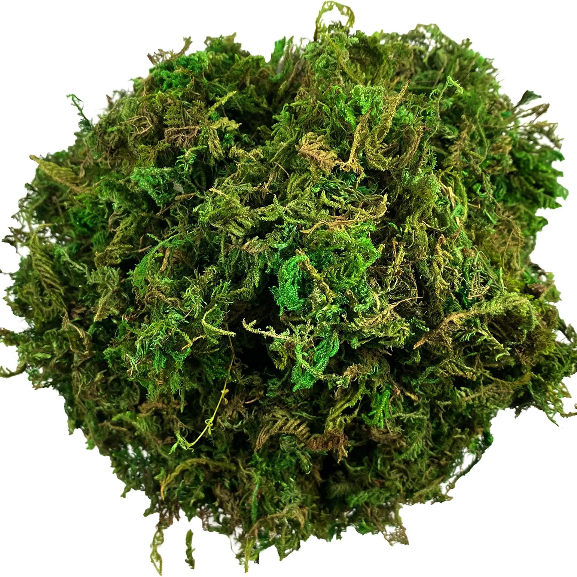 Botanical Architectural Simulated Evergreen Forest Moss