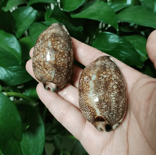 Natural Arabian Cowry Shell Set Decorative Seashells for Crafts & Jewelry