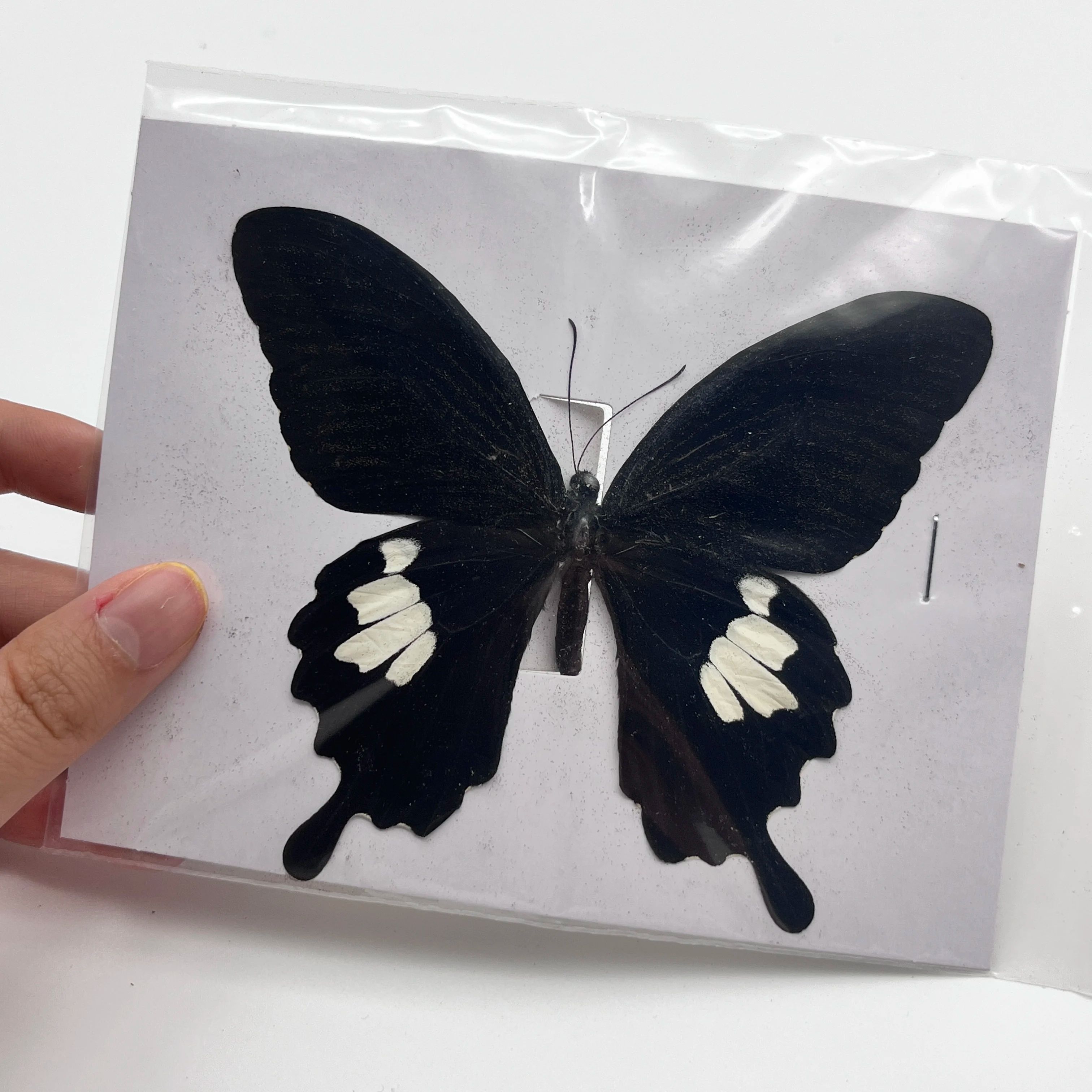 Real Butterfly Specimen Collection Set
