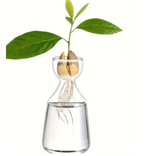 4-Piece Avocado Seed Starter Vase Set – Glass Propagation Kit for Home Gardening
