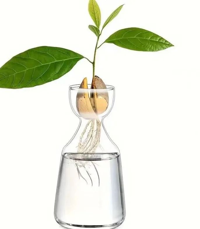 Avocado Seed Starter Glass Vase | Grow Your Own Avocado Tree | Professional Hydroponic Planting Pot