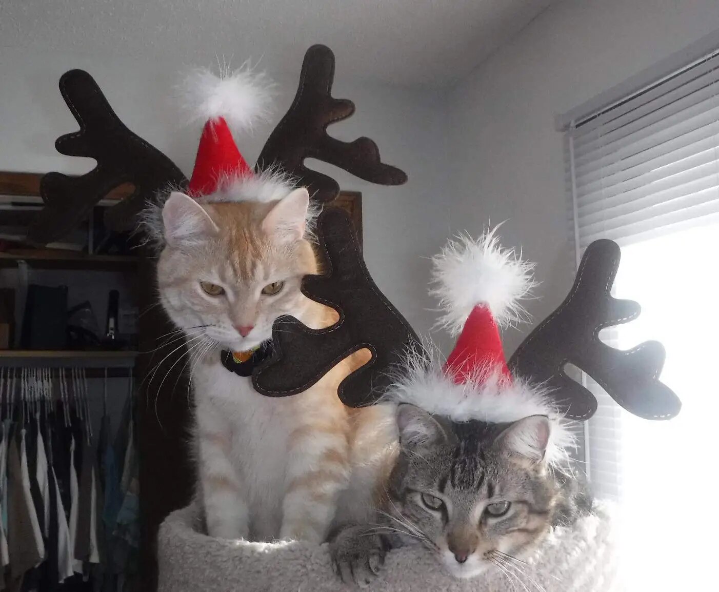 Christmas Dog Supplies: Elk Reindeer Antlers & Santa Hat Costume