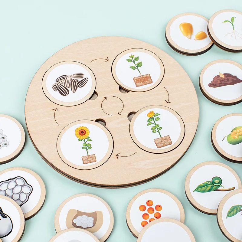 Montessori Life Cycle Board Kit – Wooden Montessori Learning Toy for Biology & Sensory Play