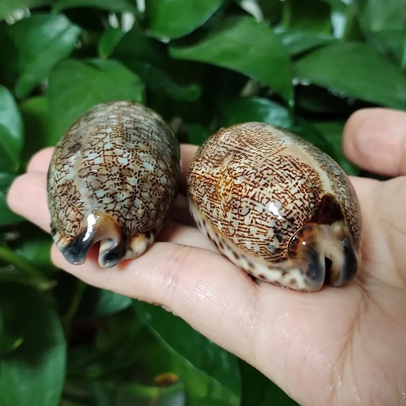 Natural Cowrie Shells for Crafts Jewelry and Beach Decor Set