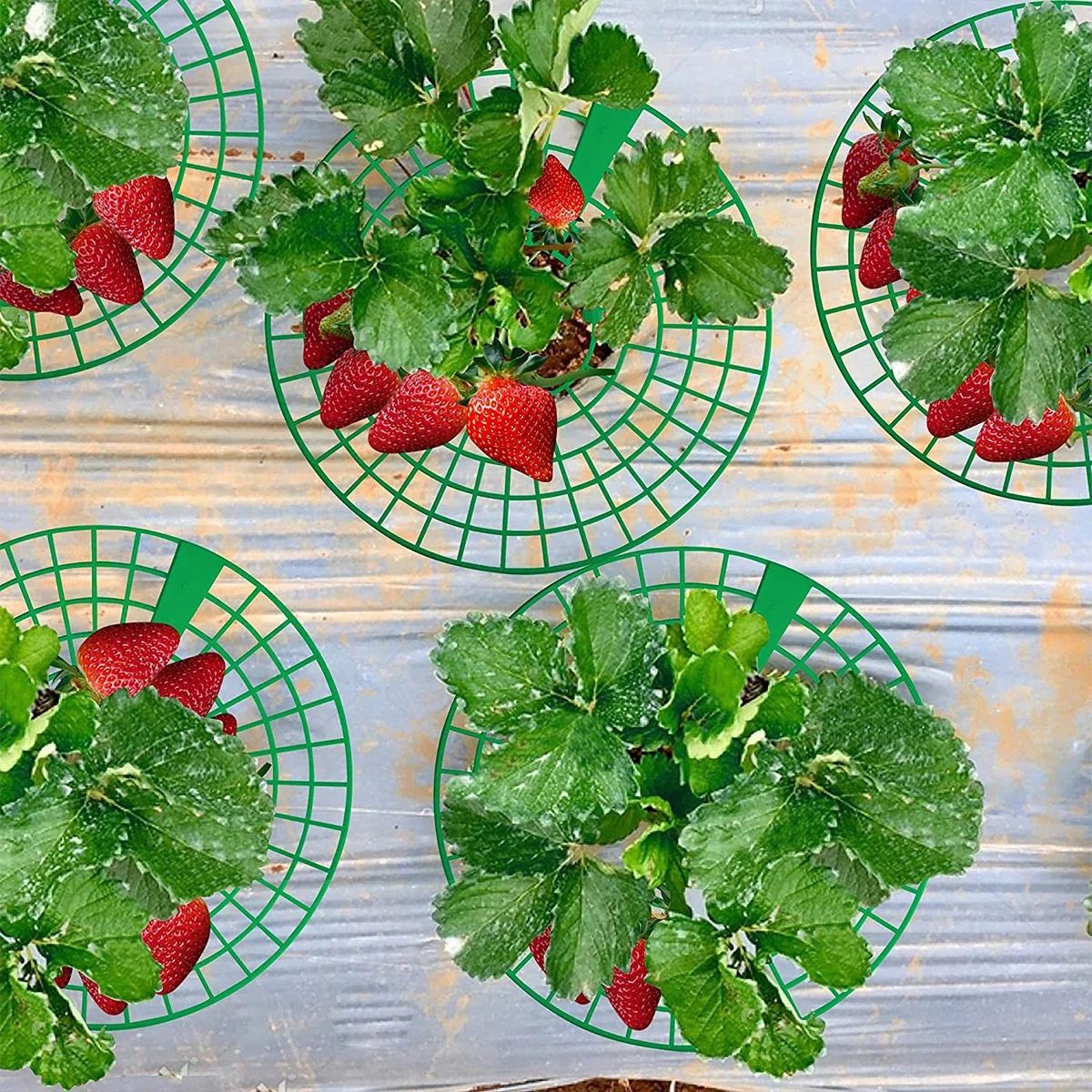 Plant Support Racks for Strawberries & Melons – 10-Piece 3-Legged Garden Support Frames