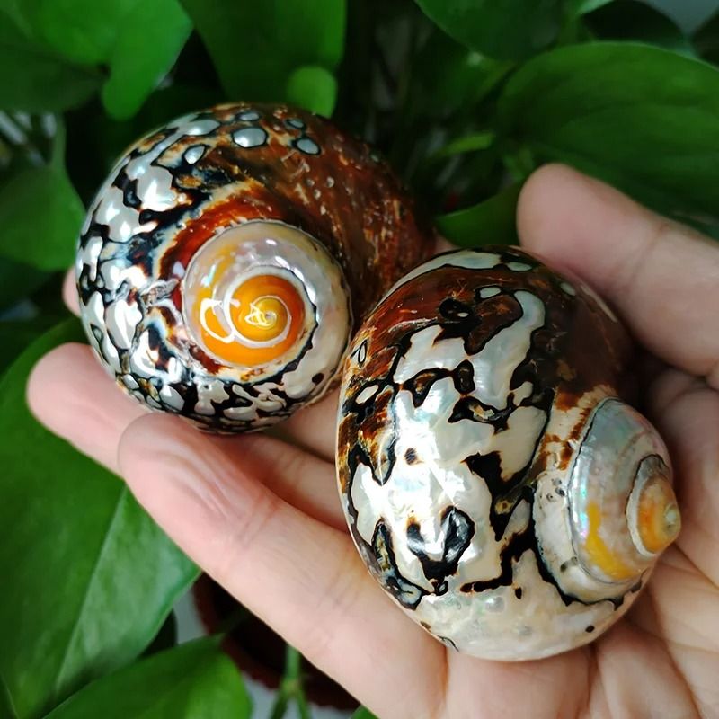 Rare African Sarmaticus Turbo Shell | Giant Brown Jade Hermit Crab House
