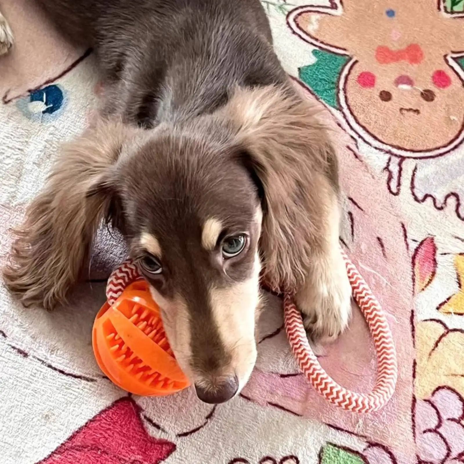 Interactive Chew And Treat Dog Toy Balls