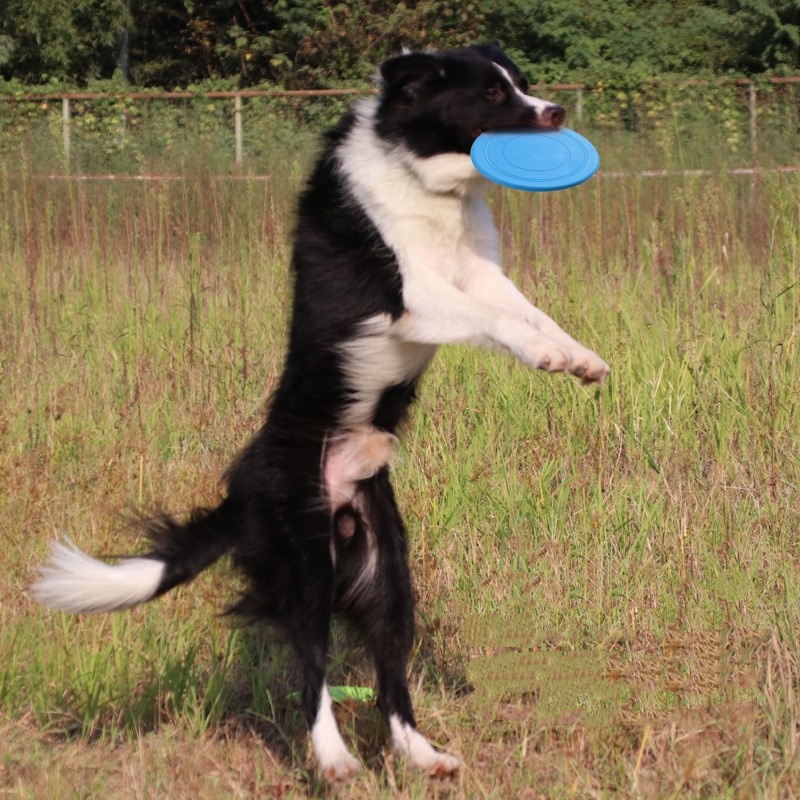Floating Dog Frisbee Ring Toy for Fetch Training and Outdoor Play