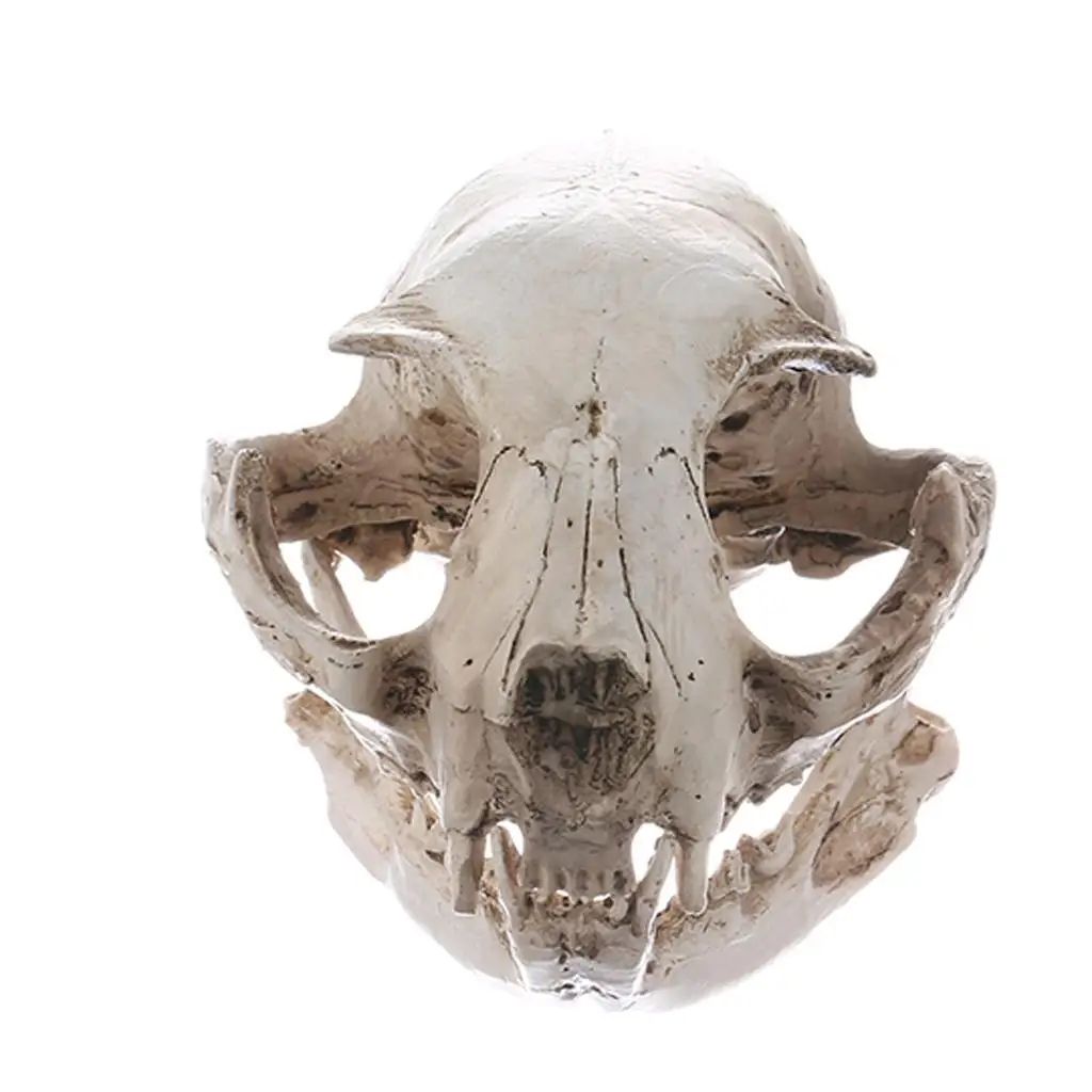Realistic Cat Skull Model Resin Animal Skeleton Replica Decorative Display Piece