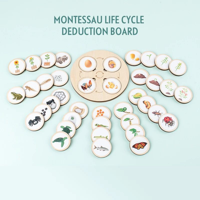 Montessori Life Cycle Board Kit – Wooden Montessori Learning Toy for Biology & Sensory Play