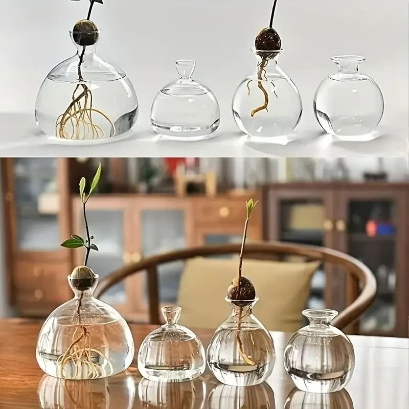 Avocado Seed Starter Glass Bulb Vase