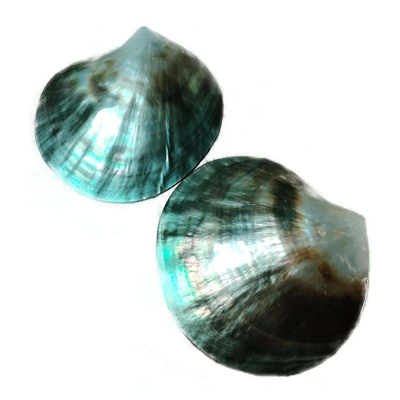 Black Mother of Pearl Shell Decor Natural Polished Sea Shells for DIY and Display
