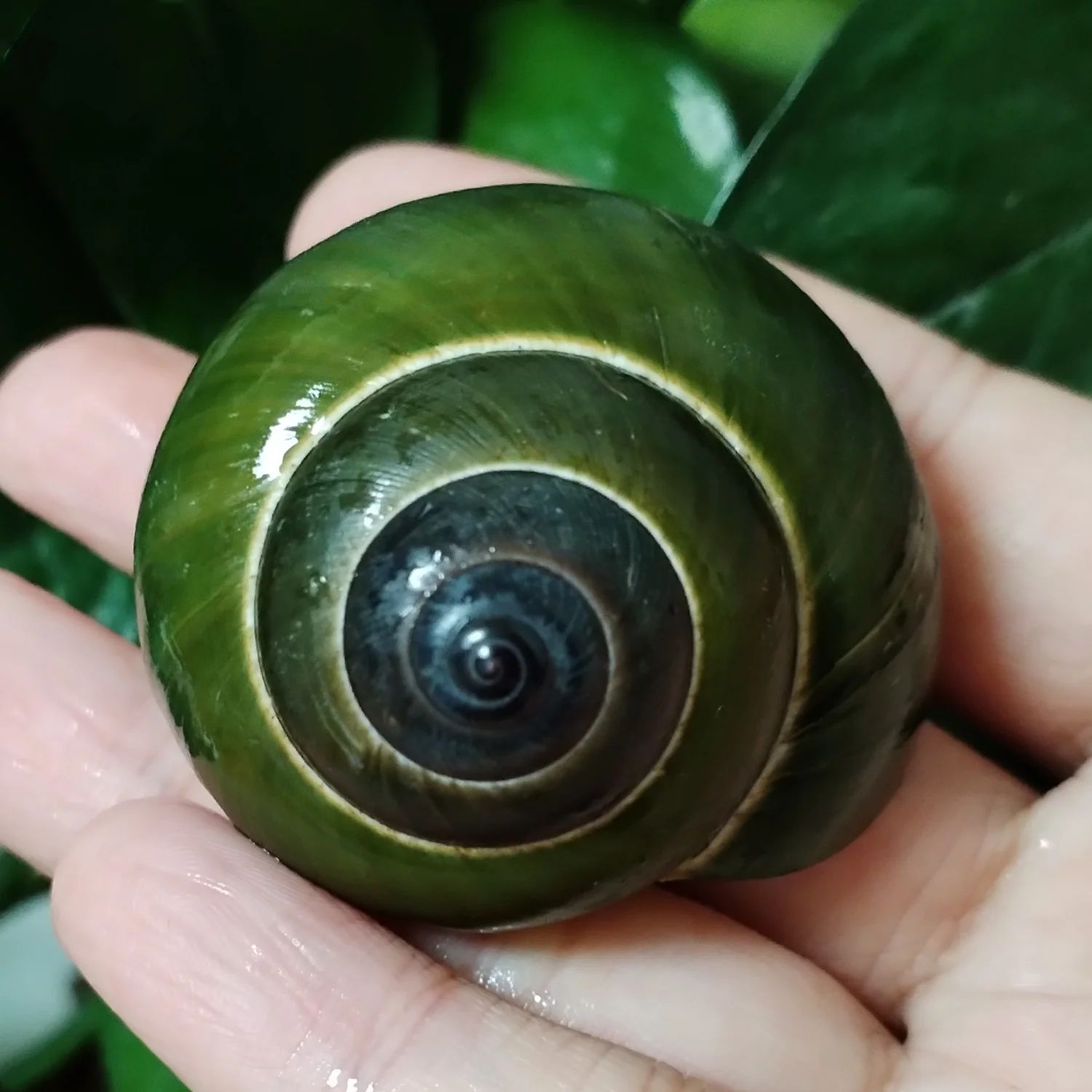 Natural Green Jade Snail Shell Decor – Dyakiidae Aquarium & Terrarium Landscaping Ornament