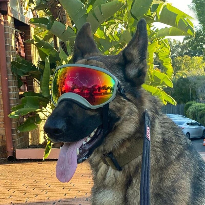 Dog Goggles UV Protection Eyewear