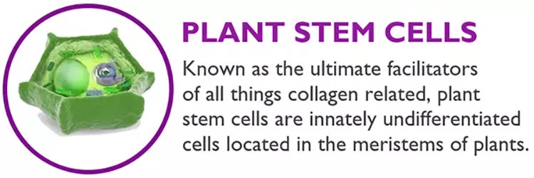 Stem cell serum anti aging real stem cell cultures matrixyl 3000 hyaluronic acid